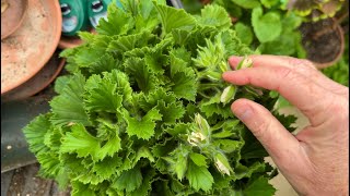 In the Greenhouse - Mid April - Part One. Plants all over the place - Tips plus dis-budding.