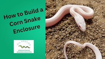 How to Set Up a Corn Snake Hatchling Enclosure (Safe & Easy)