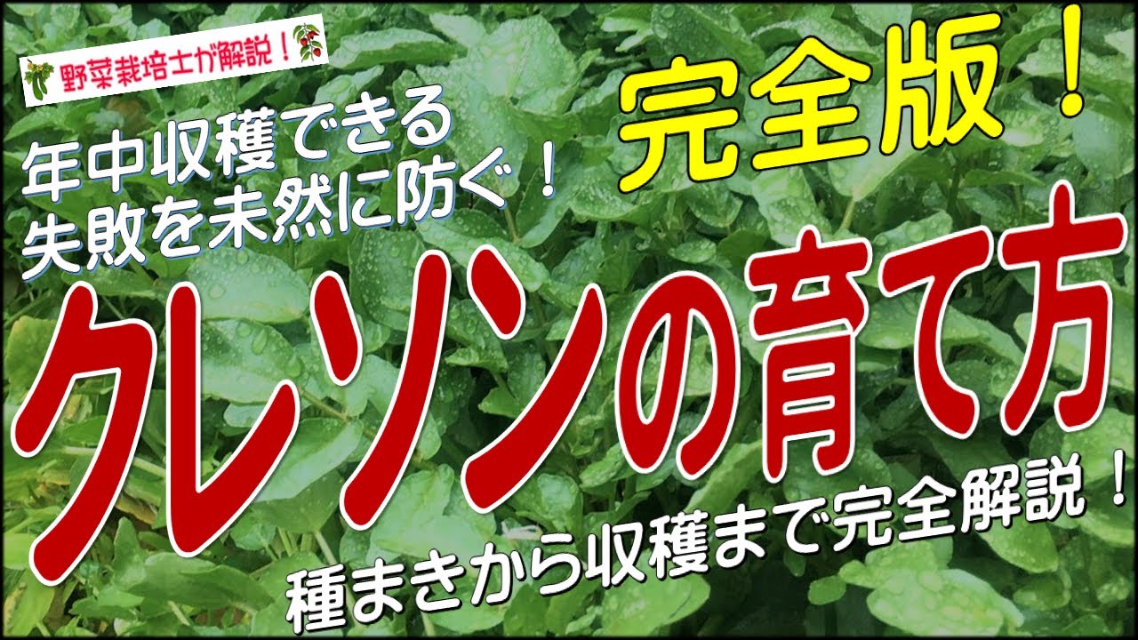 クレソンの上手な育て方（植え付けから収穫まで完全解説）クレソン栽培のコツとポイントが分かる！