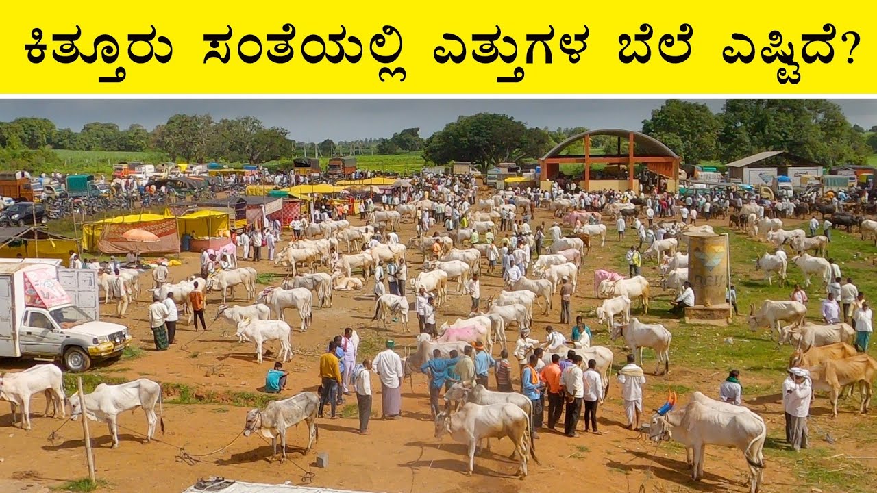 Khillari and Jawari | Navigating Kittur bulls market