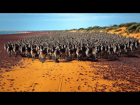 أستراليا تركت مليون حمار في الصحراء وبعد 10 سنين حصلت مفاجأة صدمت الجميع