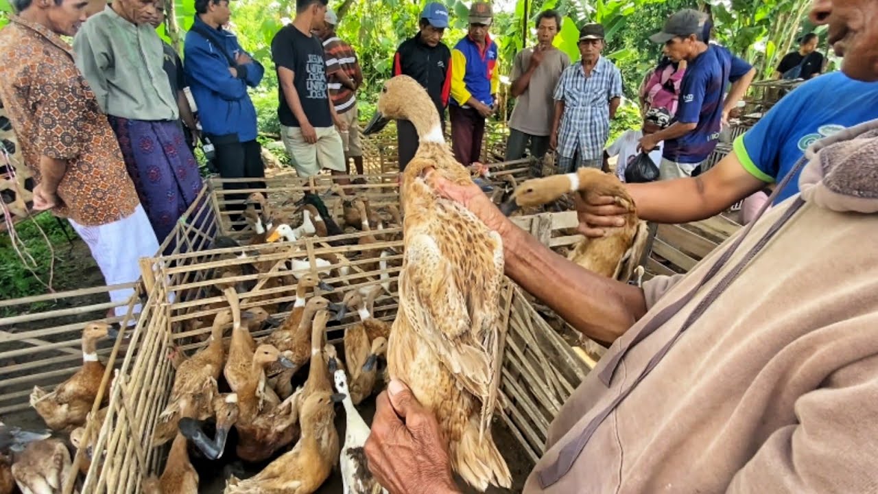 Pasaran Harga Anak Ayam Bangkok Meri Itik Bebek Kalung Entok Kelinci Pasar Pon Bandongan Magelang