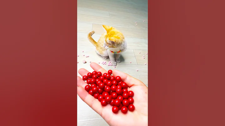 Video 10272611: cat kitten kitty funnycat, kitten cute kitty funnycats, cat kitten kitty funny, cats beautiful funnycats