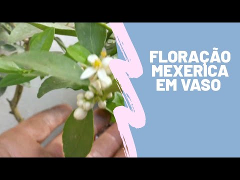 Floração mexerica em vaso 😍