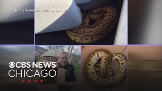 Uber driver finds snake in car after ride