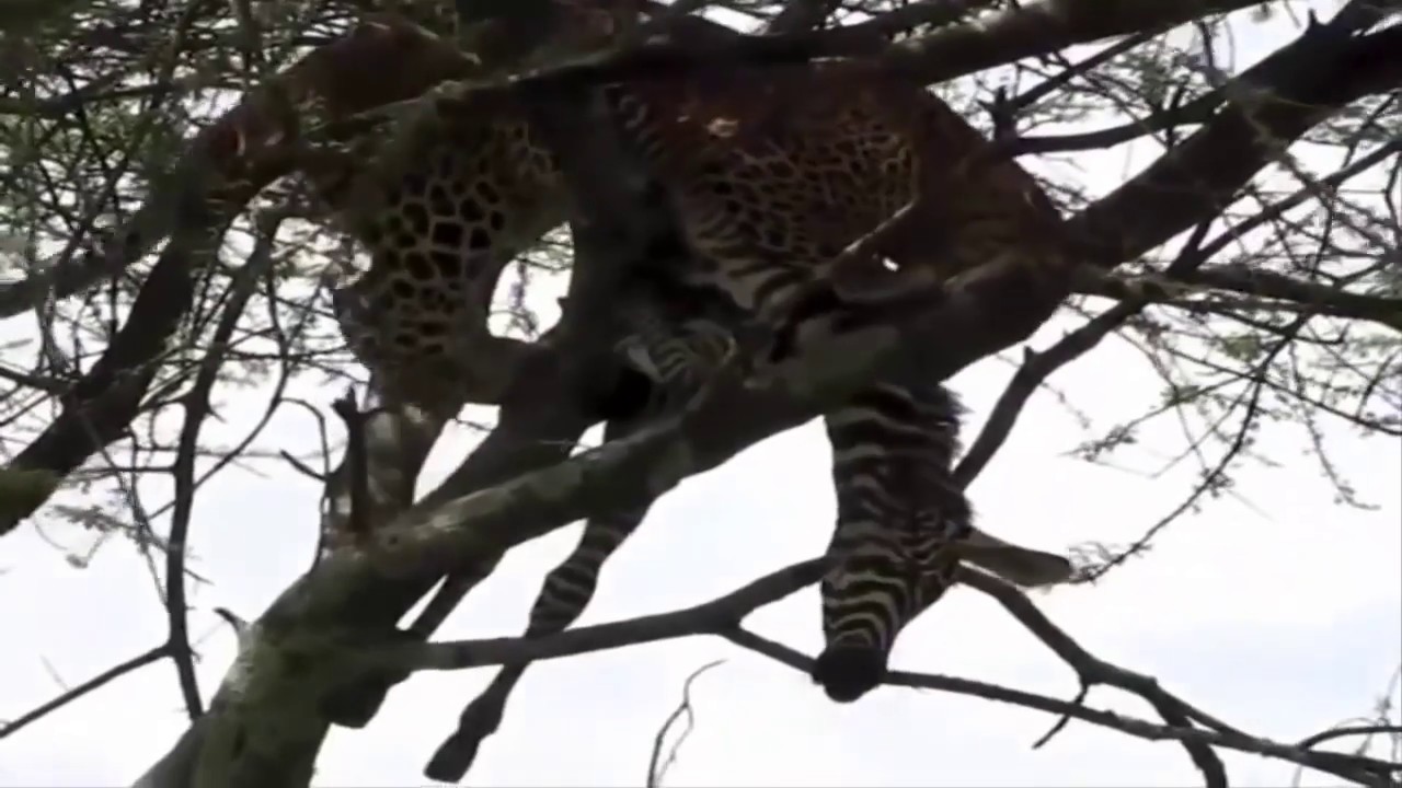 WOW Leopard Attack Fail Zebra chasing leopard to funk   Leopard Vs Zebra   YouTube