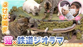 【特集】SNSで話題「猫×鉄道ジオラマ」のカフェ　コロナ禍で閉店の危機...そんな時に出会った"4匹の迷い猫"は『令和の招き猫』だった（2021年12月1日）