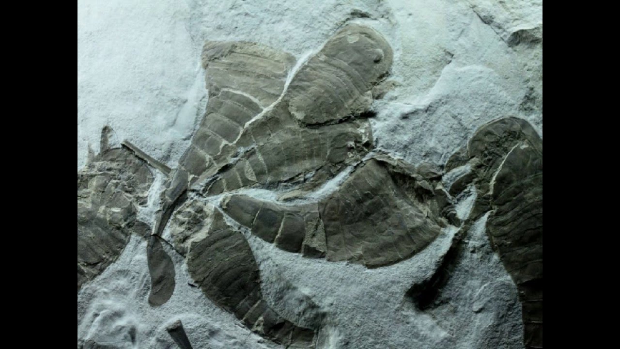 Eurypterus remipes Assemblage Fossil Sea Scorpion for Sale