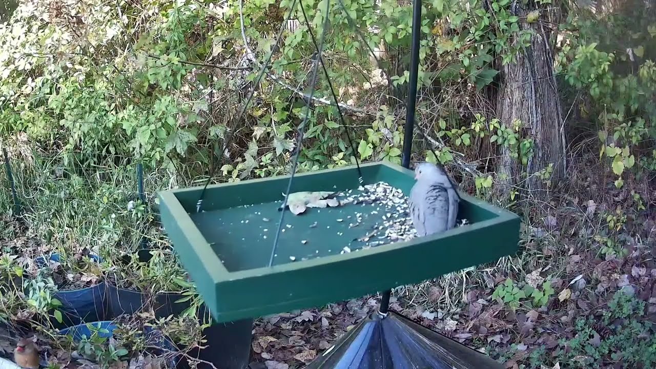 Daily Bird Live Stream from North Florida 🕊️ January 17, 2026