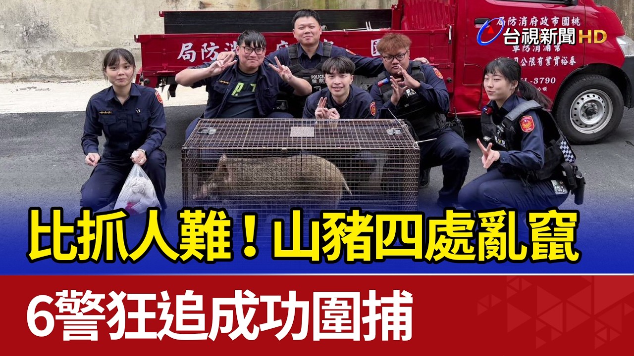 比抓人難！山豬四處亂竄 6警狂追成功圍捕