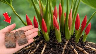 Just Put This Under Your Anthurium! It Will Bloom Nonstop All Year Long screenshot 3