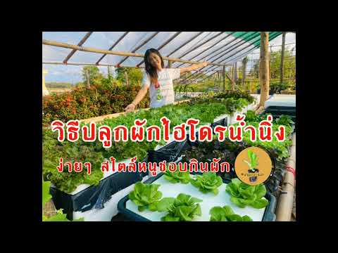 วิธีปลูกผักไฮโดรโปนิกส์น้ำนิ่งแบบง่ายๆสไตล์หนูชอบกินผัก