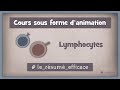 27  les lymphocytes