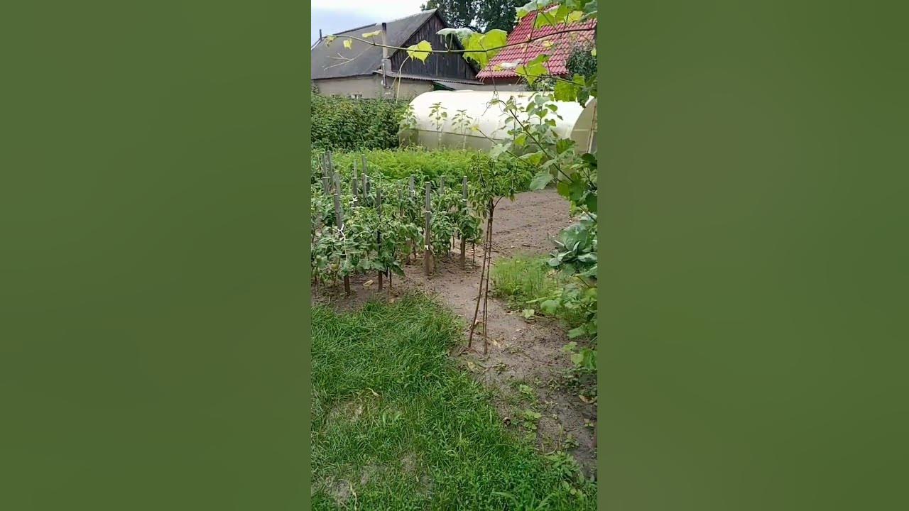типичный наш огород. - YouTube