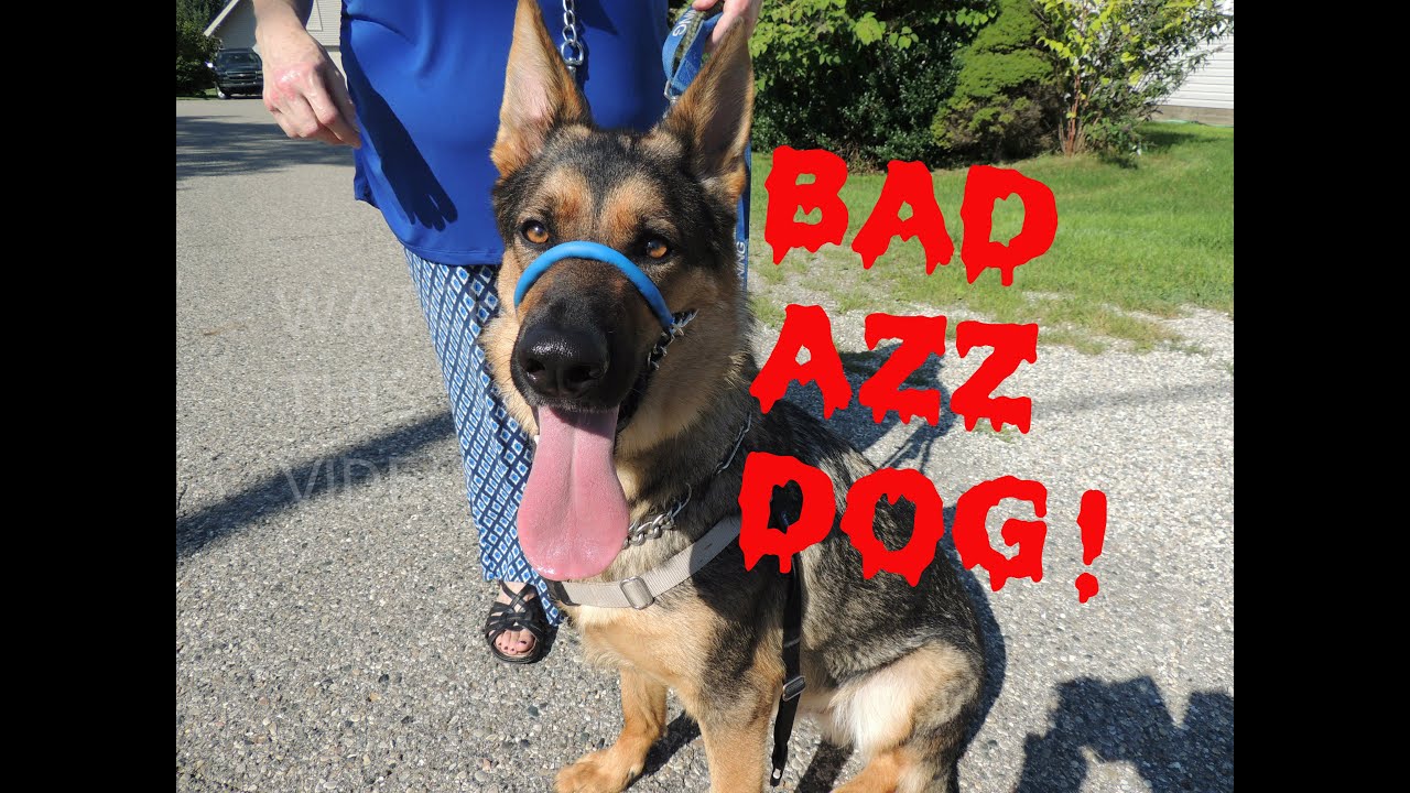 Unbelievable SafeCalm Dog Training Collar Dog Whisperer BIG CHUCK