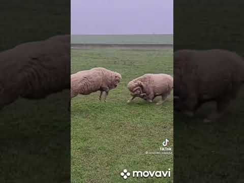 Super Drak Shorts Tiktok Live