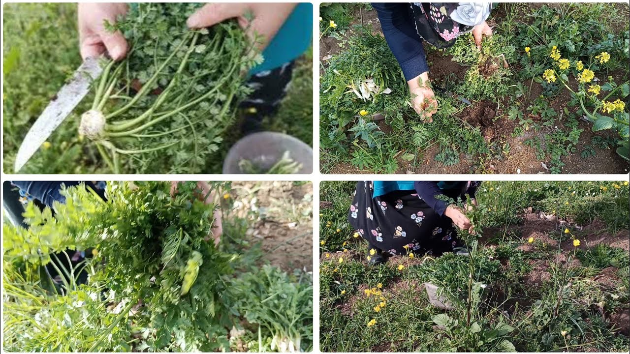🤝 Komşumuza Doğadan Şifa! Kazayağı Otu Topluyoruz | Karadeniz