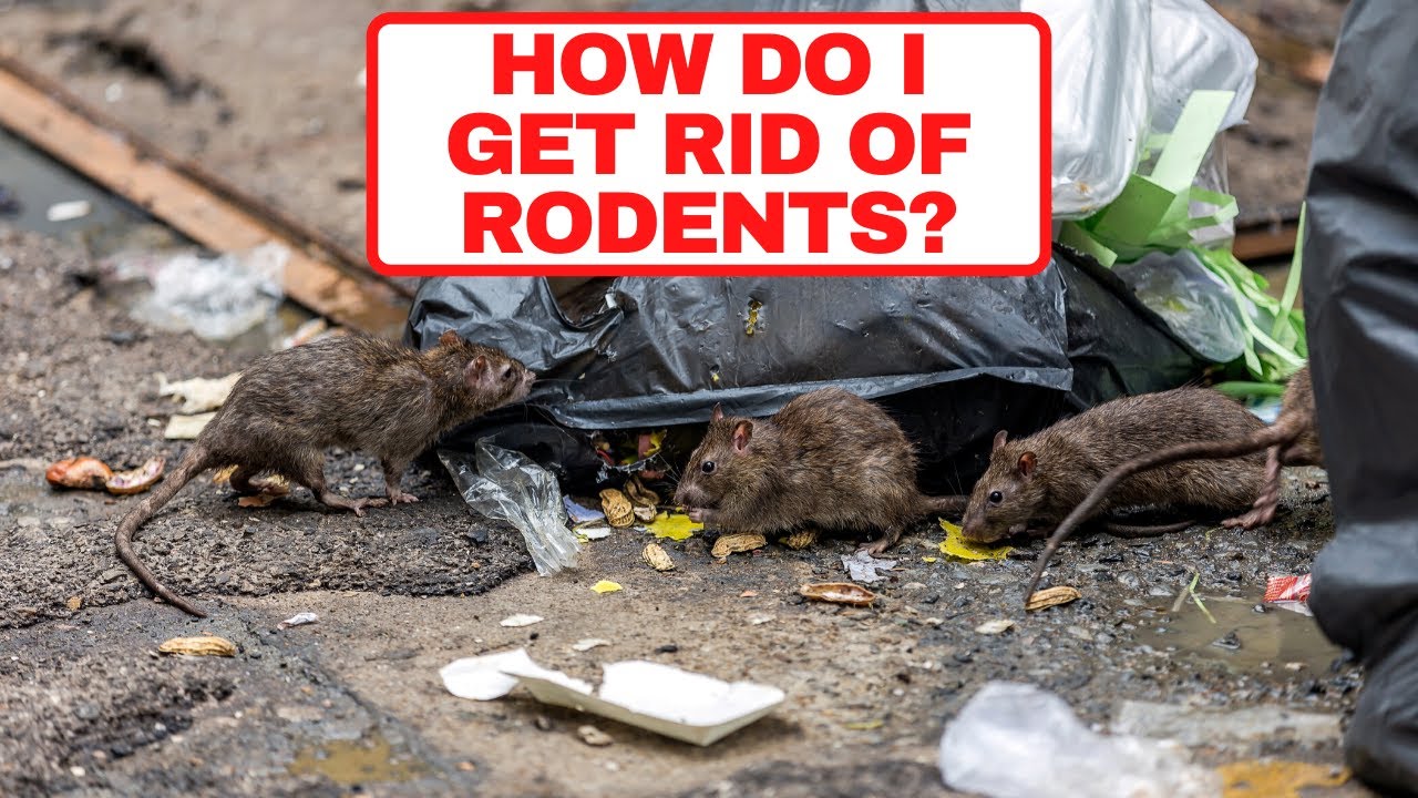 How Do I Get Rid Of Rodents? BUGCO Pest Control San Antonio Texas