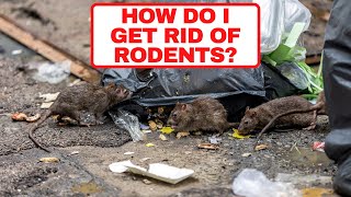 How Do I Get Rid Of Rodents? - Bugco Pest Control San Antonio Texas