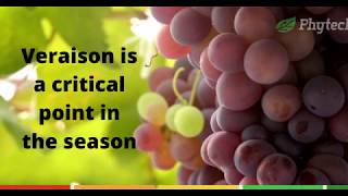 How Phytech Helps Grape Growers Identify When Veraison Starts