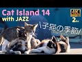 【猫×ジャズ🐈 14th】癒しの猫島 子猫の季節 たっぷり2時間猫歩き