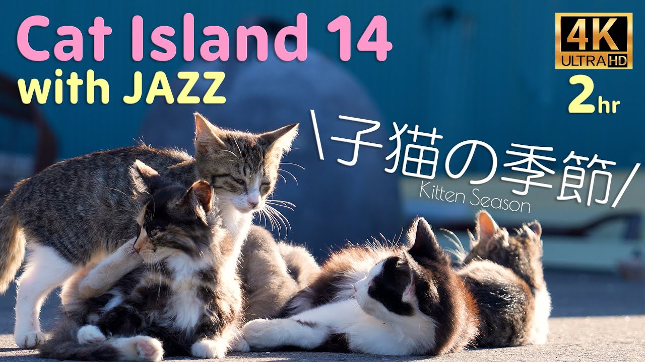 【猫×ジャズ🐈 14th】癒しの猫島 子猫の季節 たっぷり2時間猫歩き