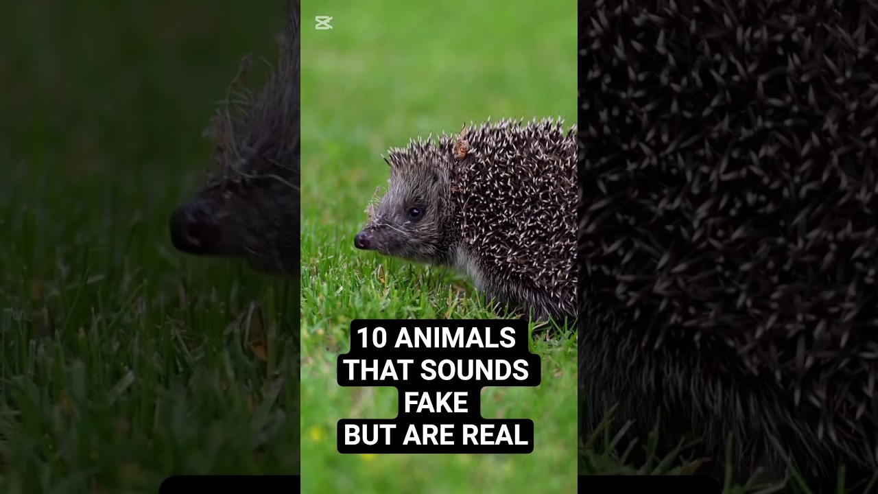 🚨10 ANIMAL FACTS that sound FAKE but are 100% REAL 🐾 #shorts #viral