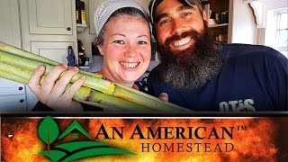 Harvesting Sugar Cane On The Homestead