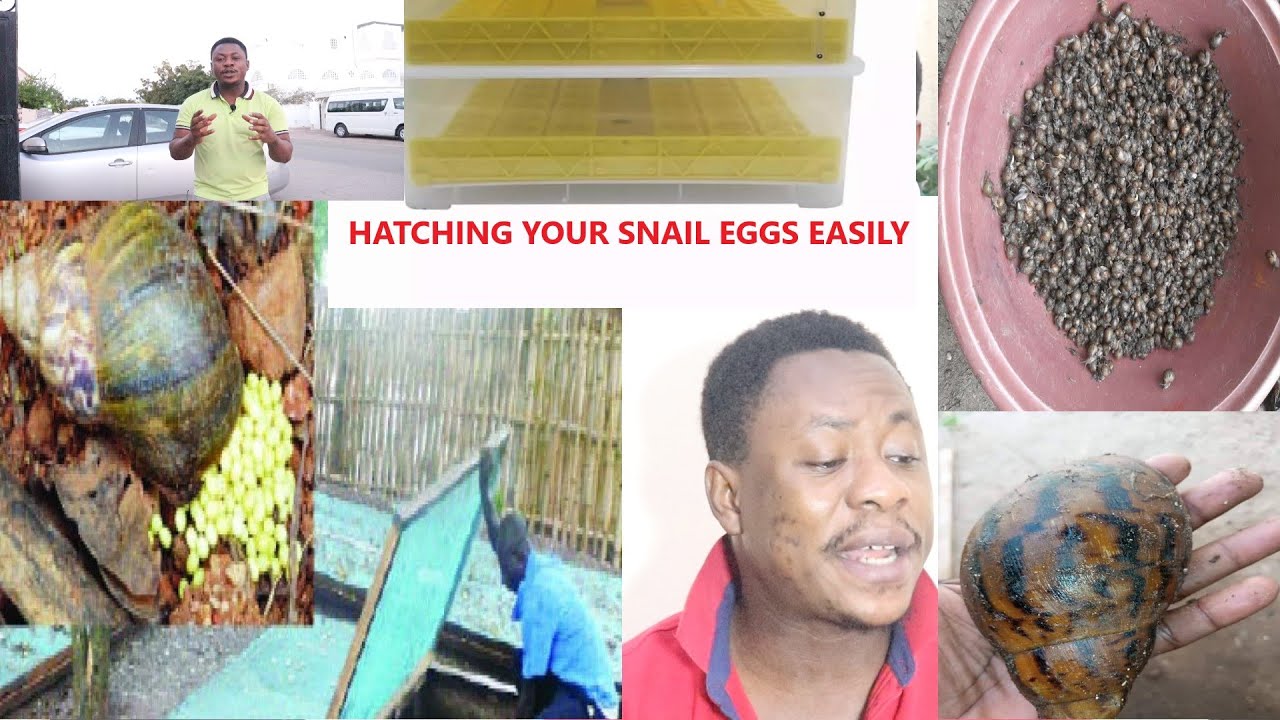 Методы для достижения 100%-ного вывода мальков на вашей ферме по разведению улиток. Вылупление ма...