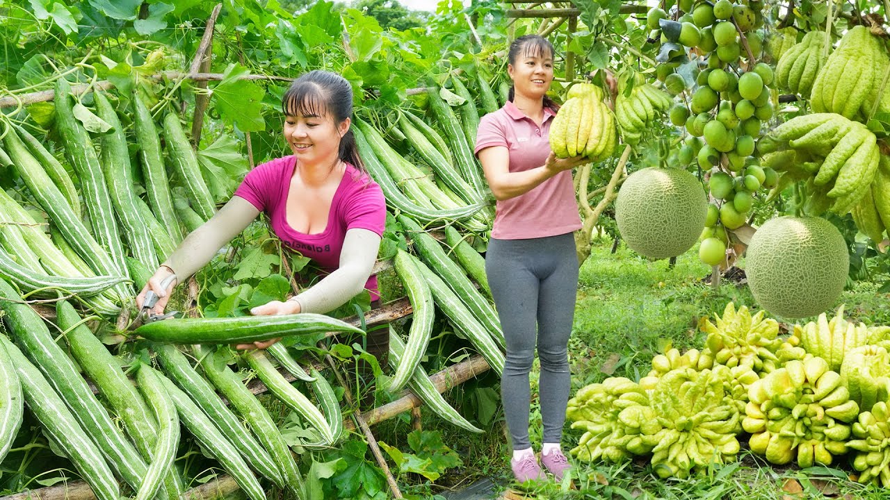 REWIND TIMELAPSE --720Days Harvest A Lot Of Japanese Luffa Go To Countryside Market Sell