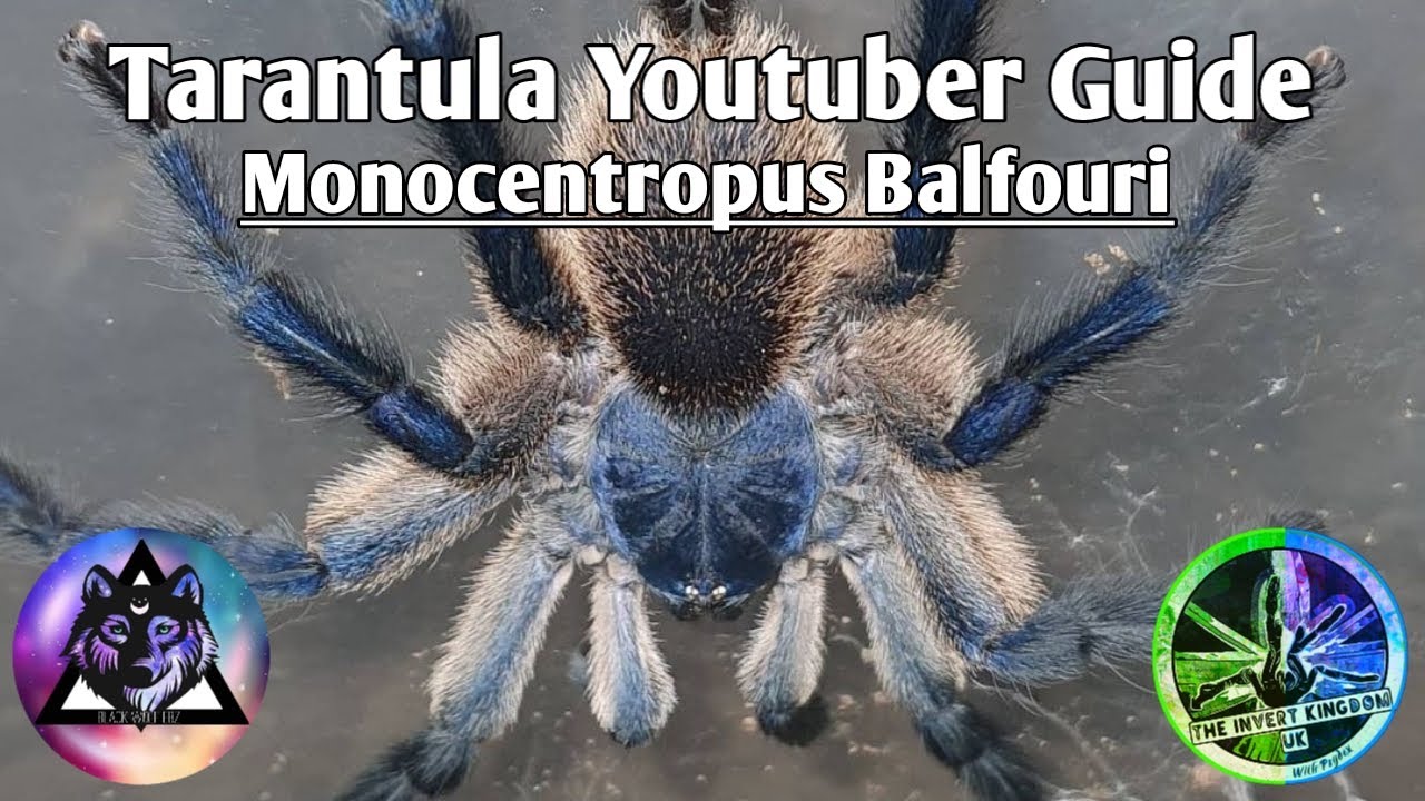 Tarantula Youtuber Guide | S1 E9 | The Invert Kingdom UK - Monocentropus Balfouri