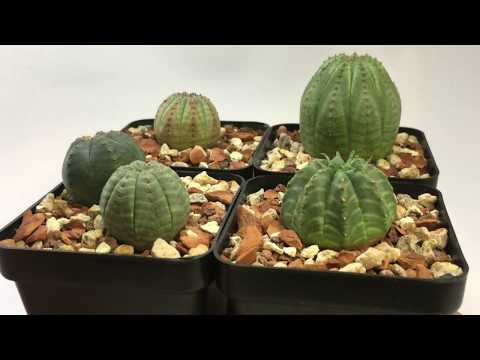 Video: Euphorbia Obese (16 Kuvaa): Euphorbia Obesan Kuvaus Ja Hoito Kotona