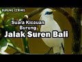 Suara Kicauan Burung Jalak Suren Bali Cocok Buat Masteran