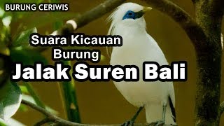 Suara Kicauan Burung Jalak Suren Bali Cocok Buat Masteran