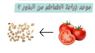 الموعد المناسب لزراعة الطماطم من البذور|في اي وقت نبدأ بزراعة بذور الطماطم؟