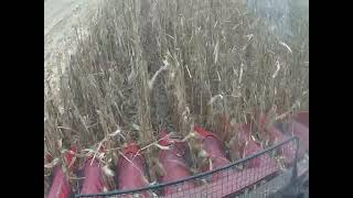 картинка: Молотіння кукурудзи, сорт 30315-ЛГ