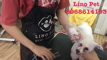 Địa chỉ cắt tỉa lông chó Poodle ĐẸP, Giá RẺ ở tại Hà Nội - Linopet.net