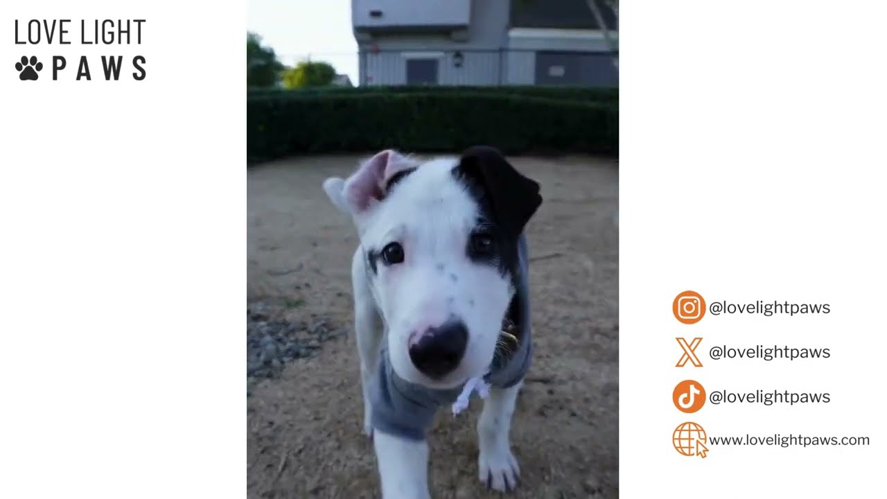 Best Dog Clothes Compared to Amazon