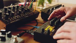 Seagulls voices - Moog Mother 32