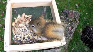 Red Squirrel Eating In Birdfeeder