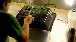 Hydroponics Grow | Week 1 - Snoop Dogg & Wiz Khalifa - Smokin' On