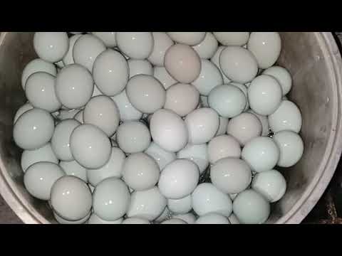 Selamat Datang di dapur masBrewok kali ini masbre mau berbagi tips cara merebus telur dalam jumlah y. 