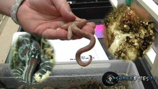 Snake Bytes TV - Baby Snakes Lots! : SnakeBytesTV