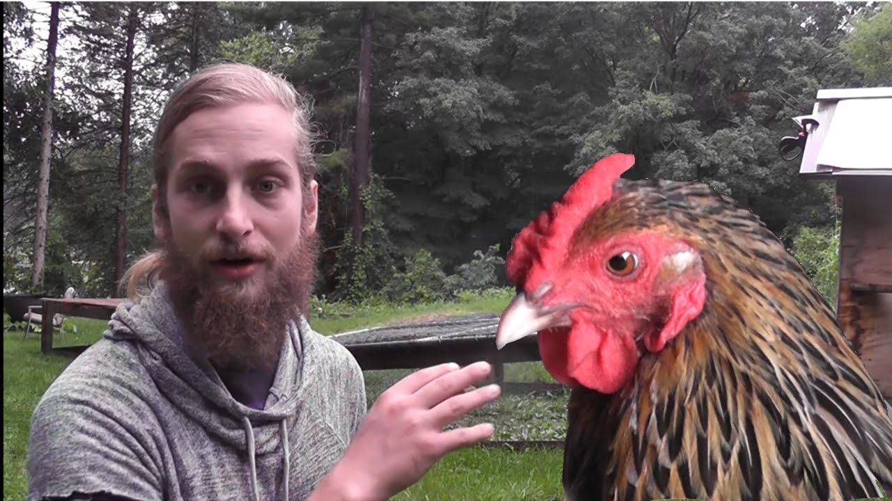 Two simple and cheap chicken run ideas YouTube