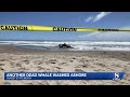 Second juvenile humpback whale found dead in Monterey Bay; West Coast strandings top 60