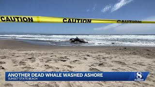 Second juvenile humpback whale found dead in Monterey Bay; West Coast strandings top 60