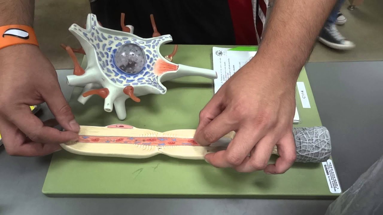 Axon/Neuron Anatomy Model - YouTube