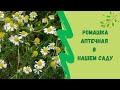 🌼Ромашка аптечная в нашем саду