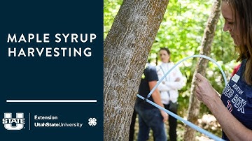 Maple Syrup Workshop: tree selection, tapping, tubing, harvesting.