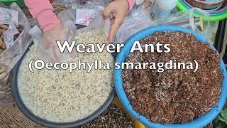 Weaver Ants (Oecophylla smaragdina)
